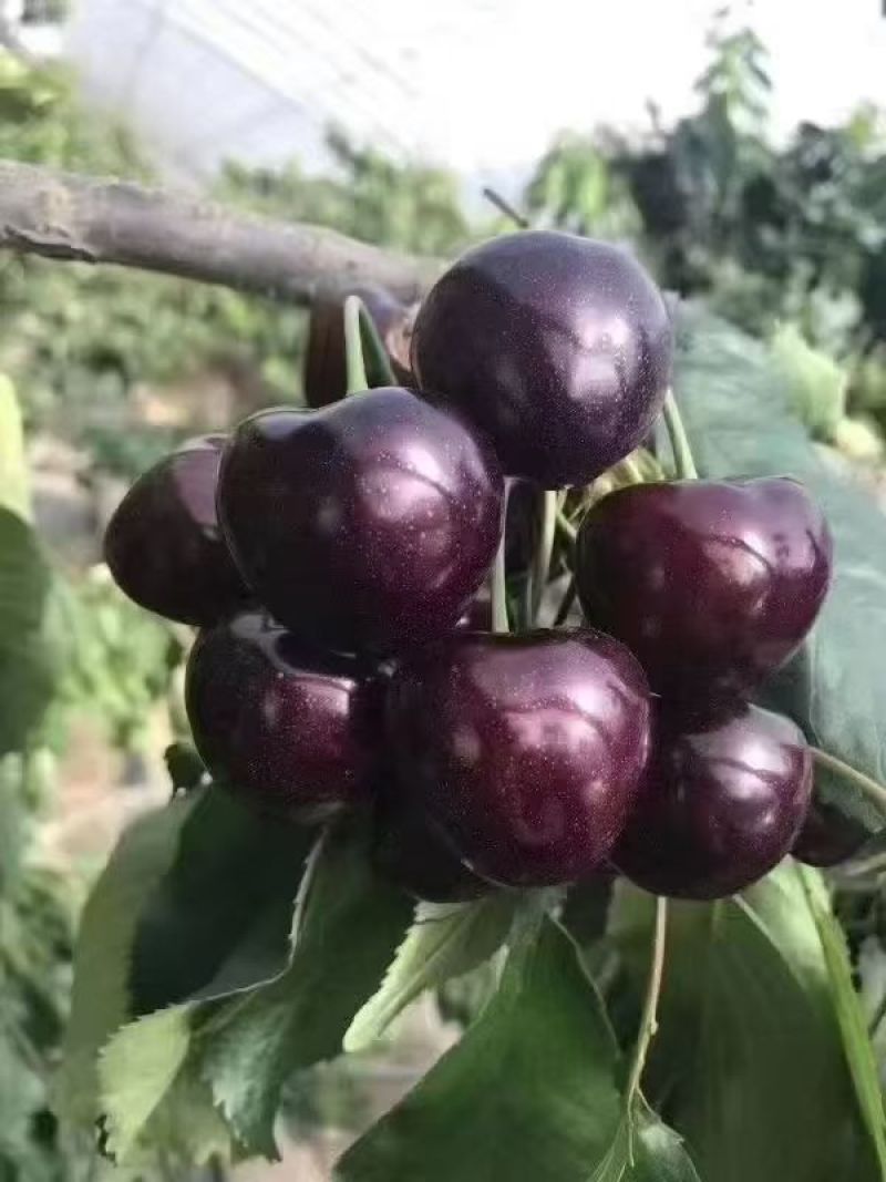 万亩精品车厘子。樱桃