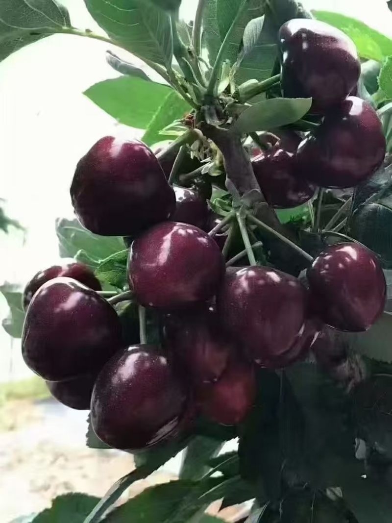 万亩精品车厘子。樱桃