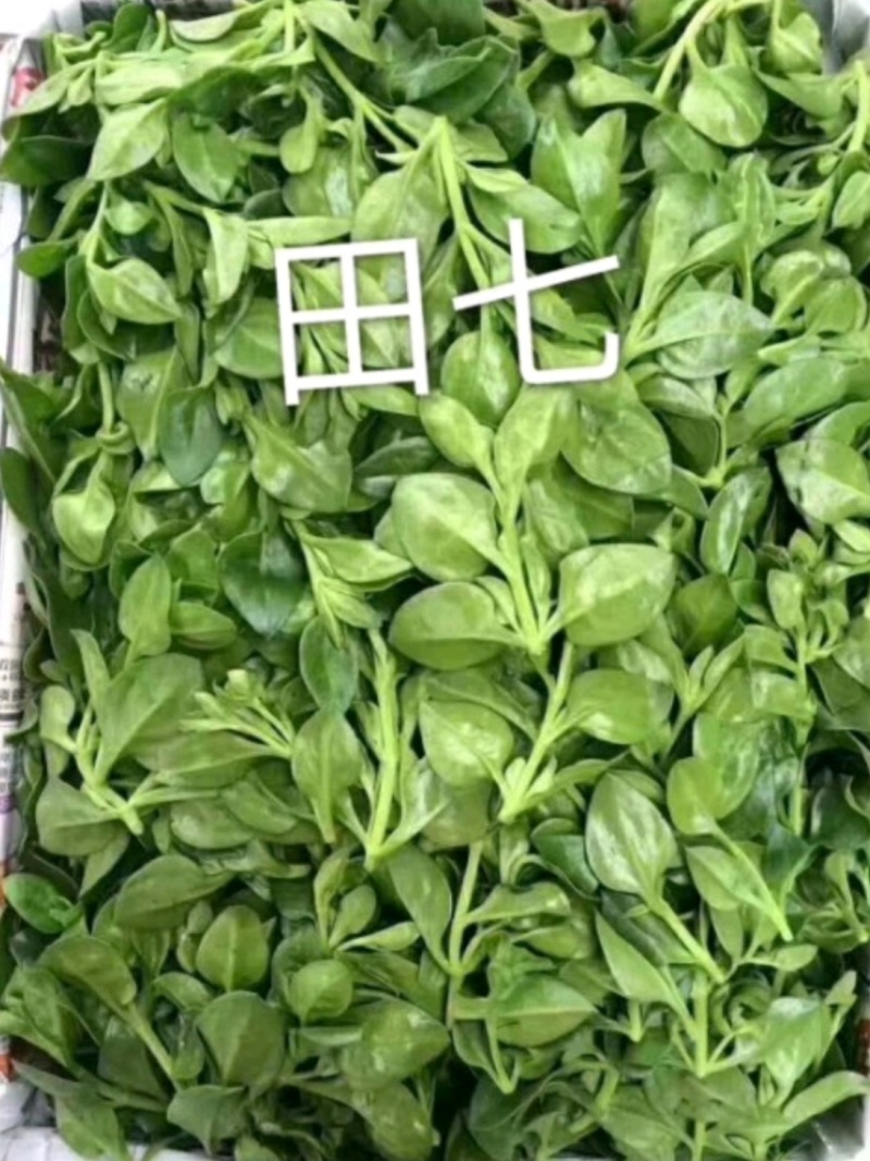 田七菜，富贵菜，种植基地直发，大规模种植基地，质量保证