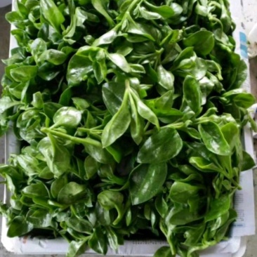 田七菜，富贵菜，种植基地直发，大规模种植基地，质量保证