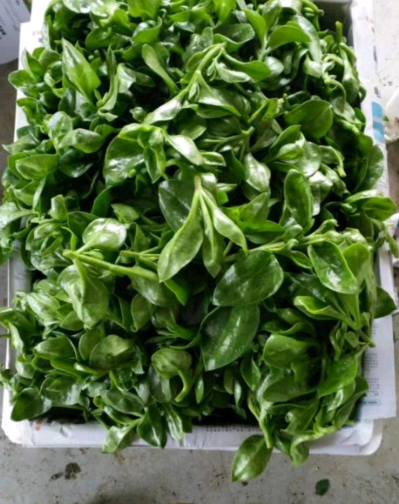 田七菜，富贵菜，种植基地直发，大规模种植基地，质量保证