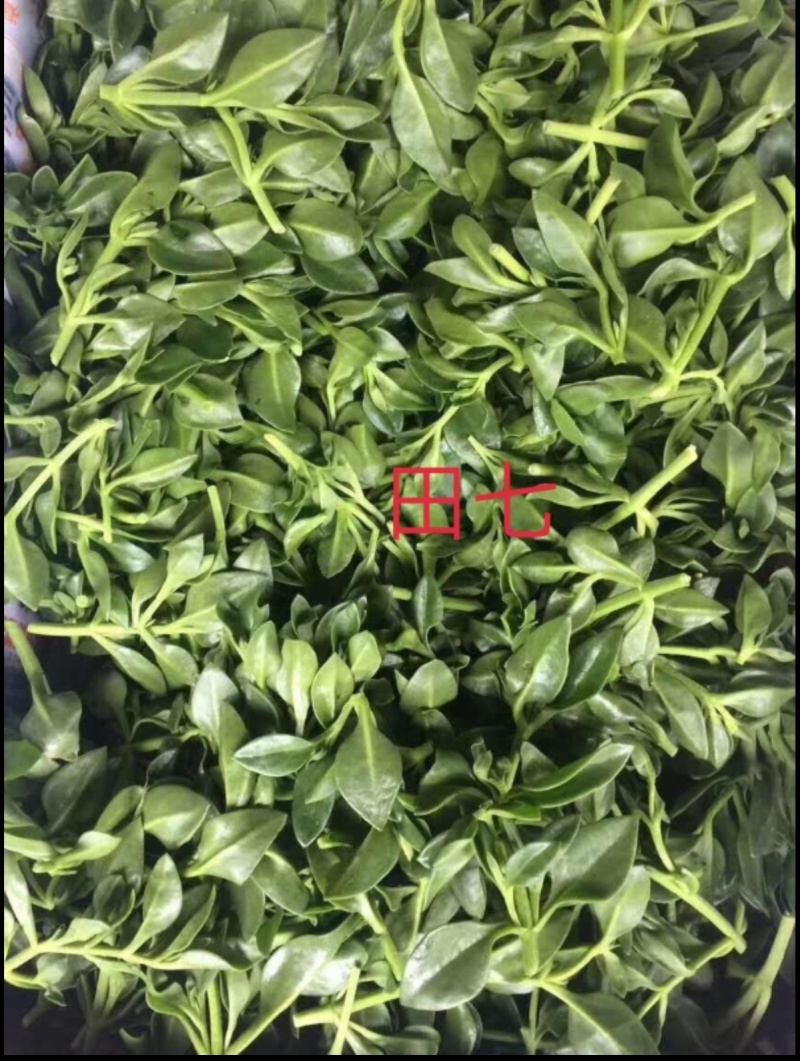 田七菜，富贵菜，种植基地直发，大规模种植基地，质量保证
