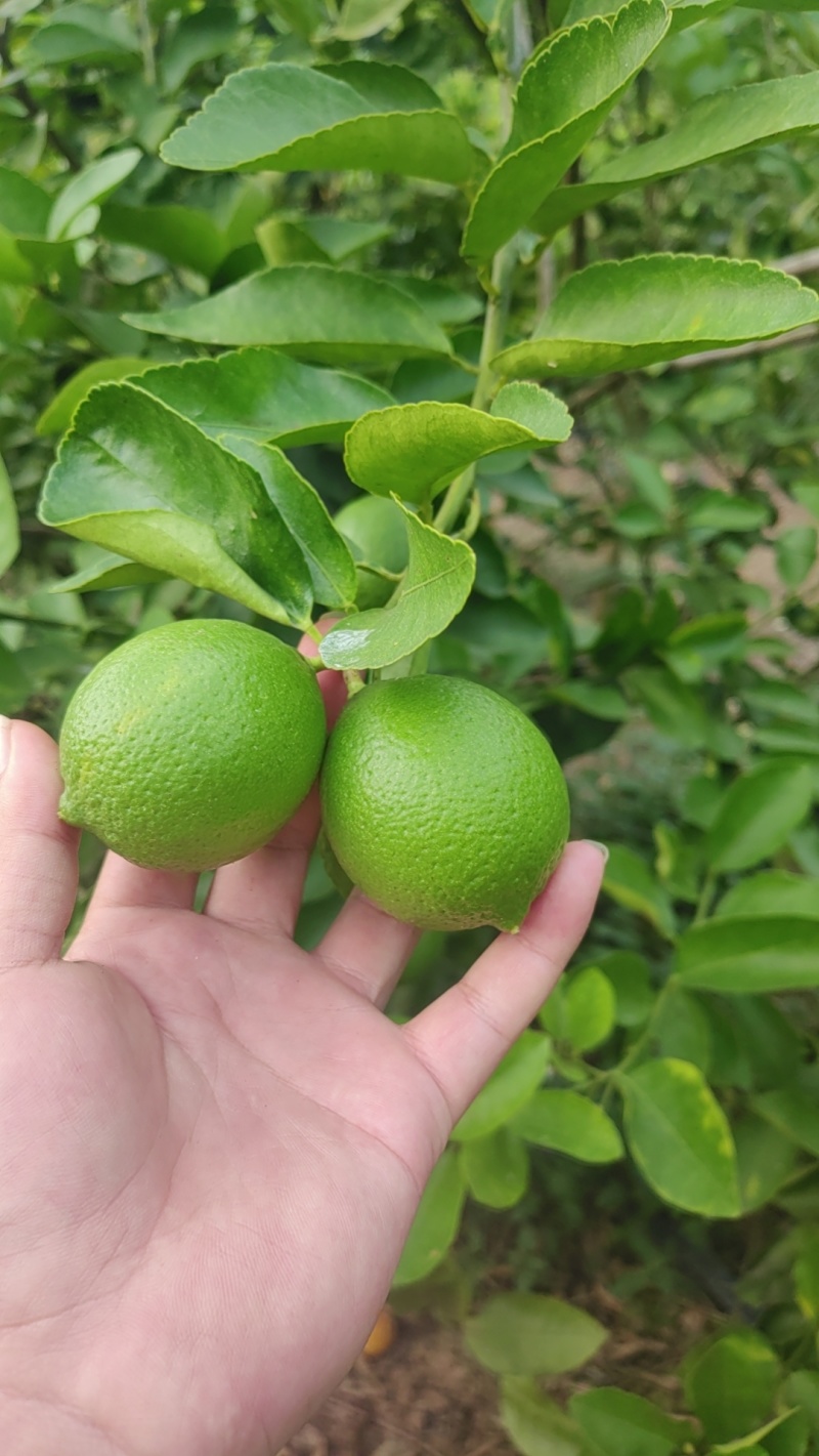 西贡柠檬塔希提柠檬