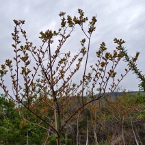 沂蒙山小叶紫薇