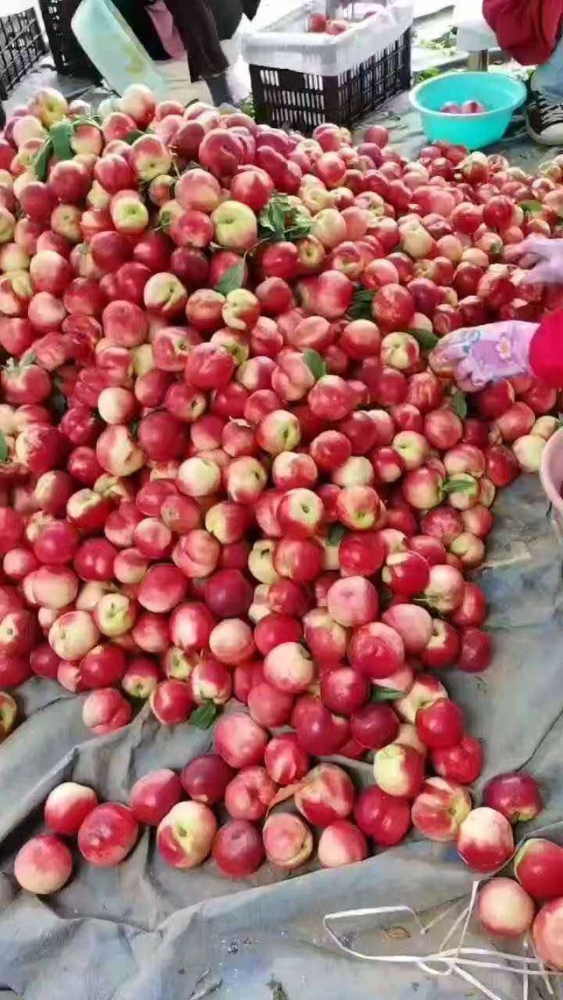 精选优质中油16中油18大量上市中品种齐全产地直供