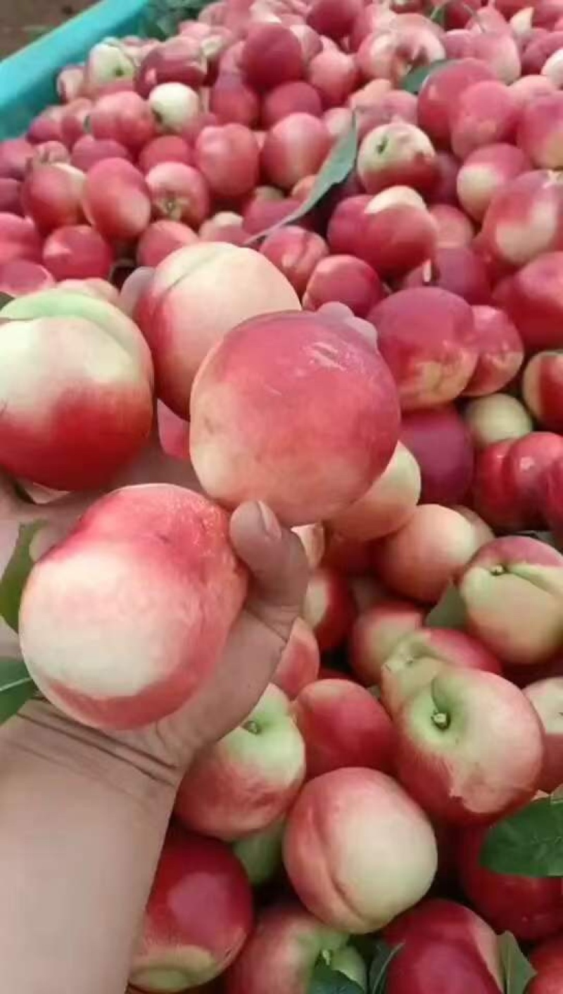 精选优质中油16中油18大量上市中品种齐全产地直供