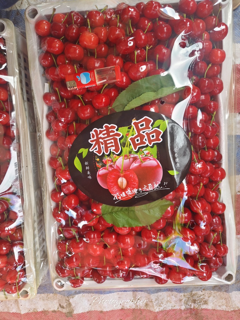 露天樱桃基地。品种多多。货源充足