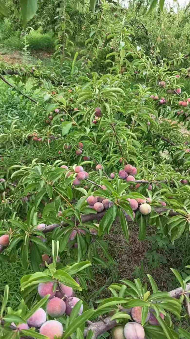 精选优质五月脆李子大量上市中产地直供，欢迎各地客商前来洽谈