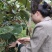眉县猕猴桃