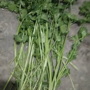 精品香菜