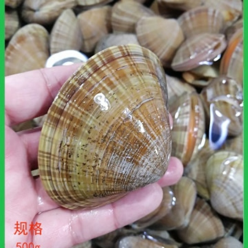 东港鲜活北极贝批发、带壳活发，大小规格全，坏单包赔