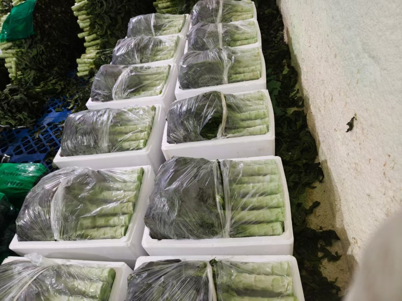 精品包装莴笋月初上市可以精品包装