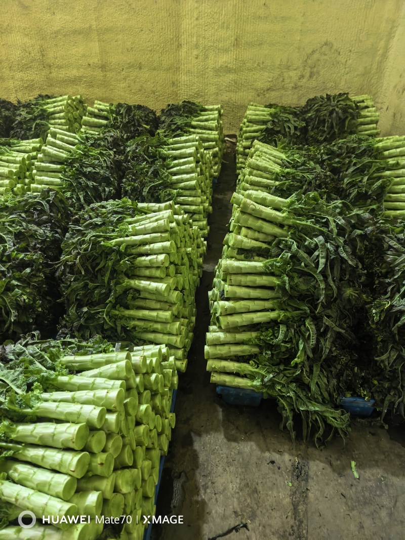 精品包装莴笋月初上市可以精品包装