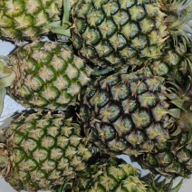 西双版纳凤梨
