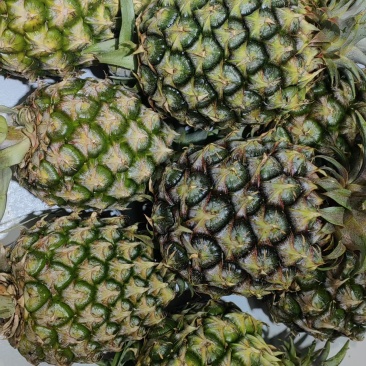 西双版纳凤梨