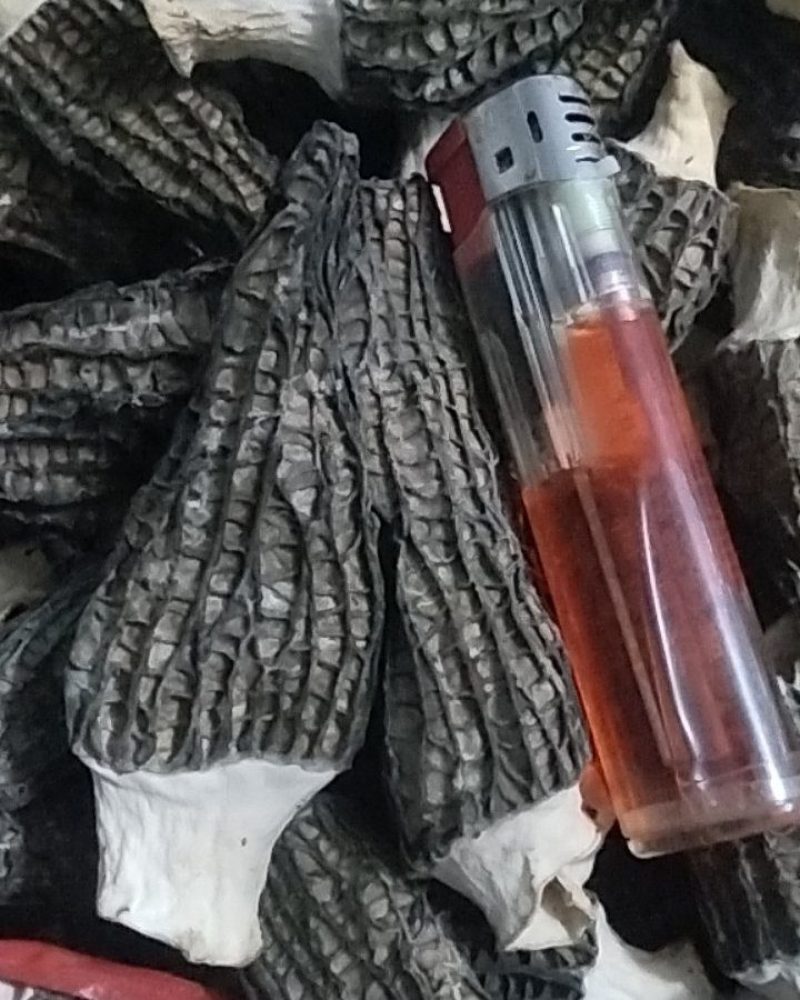 羊肚菌干货。