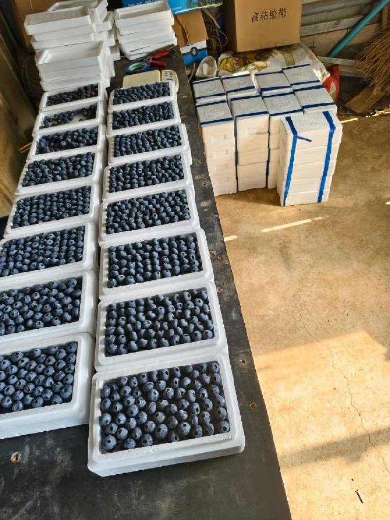 山东蓝莓产地代办L25F6规格齐全专业分拣包装代发全