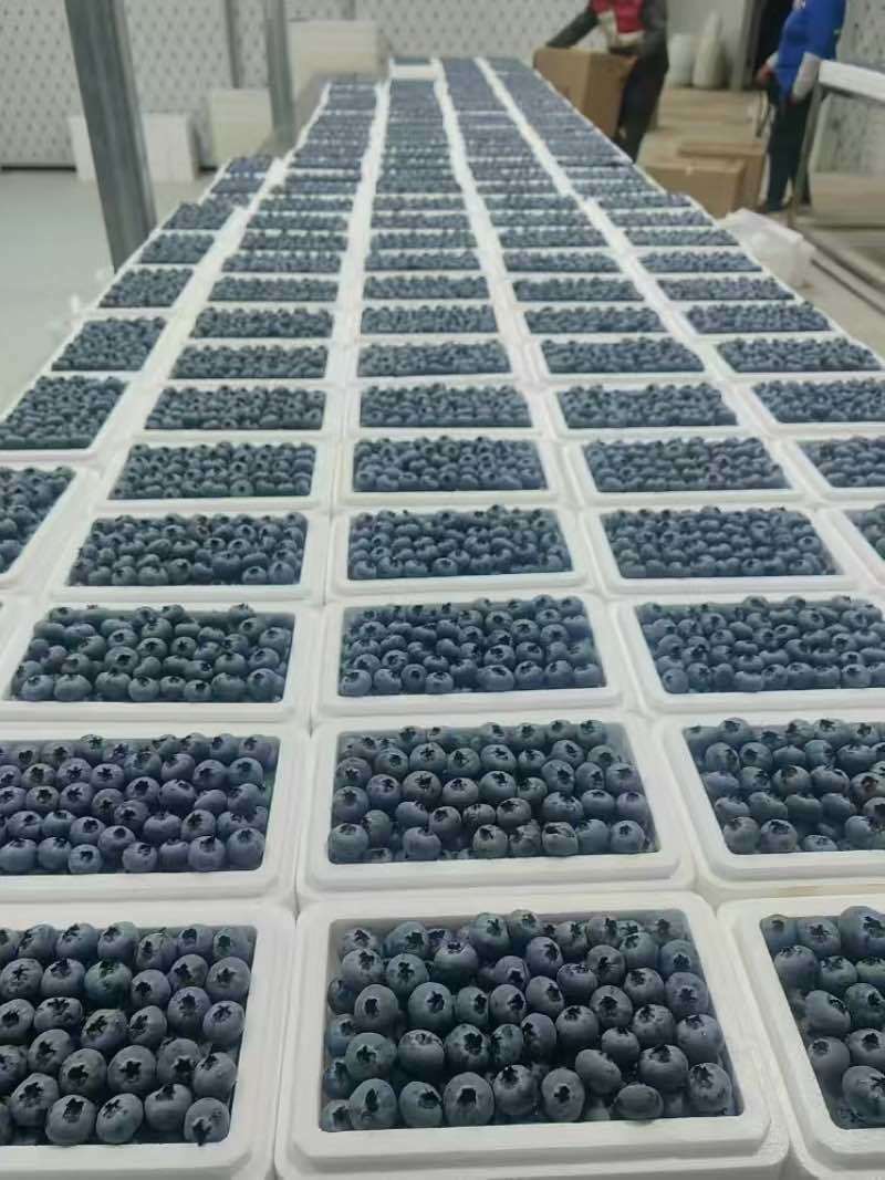 山东蓝莓产地代办L25F6规格齐全专业分拣包装代发全