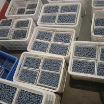 山东蓝莓产地代办L25F6规格齐全专业分拣包装代发全