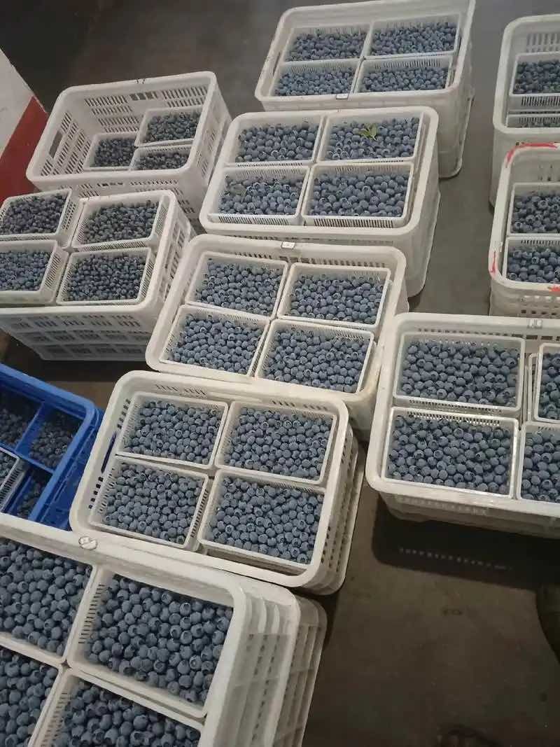 山东蓝莓产地代办L25F6规格齐全专业分拣包装代发全