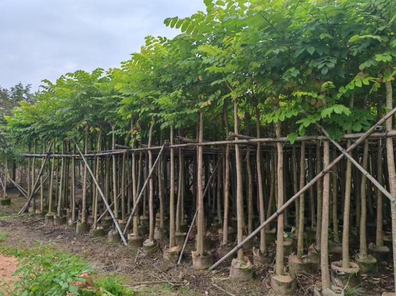 火焰木3-12分，基地直销，价格优惠，大量低价出售