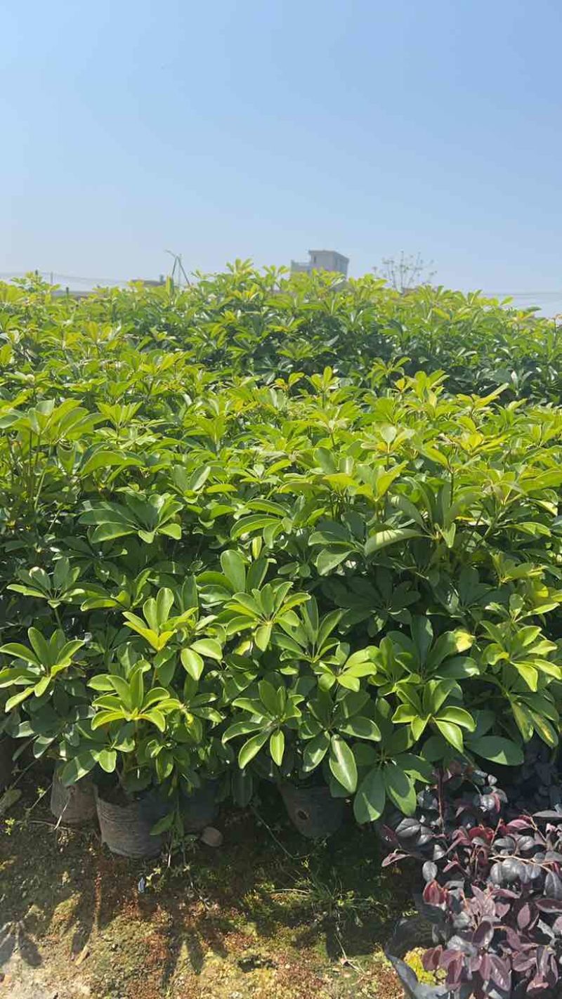 火焰木3-12分，基地直销，价格优惠，大量低价出售