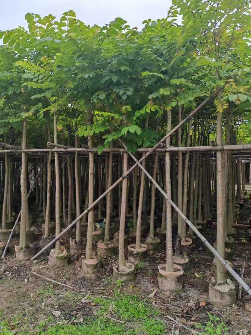 火焰木3-12分，基地直销，价格优惠，大量低价出售