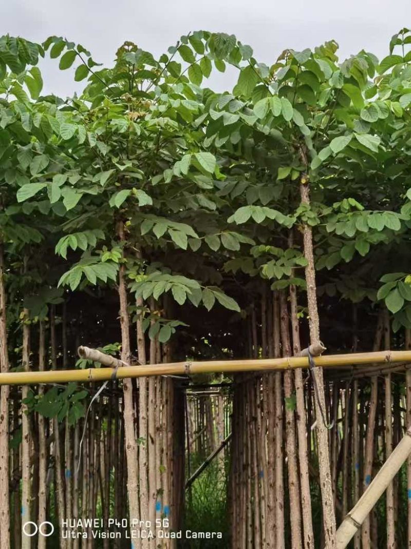 火焰木3-12分，基地直销，价格优惠，大量低价出售