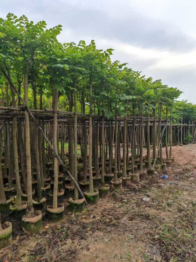火焰木3-12分，基地直销，价格优惠，大量低价出售