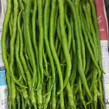 8号椒