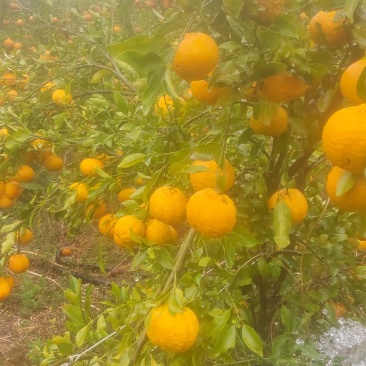 宾川精品晚芦
