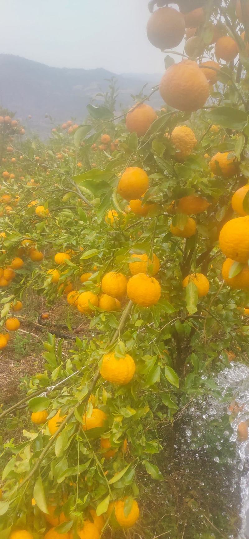 宾川精品晚芦