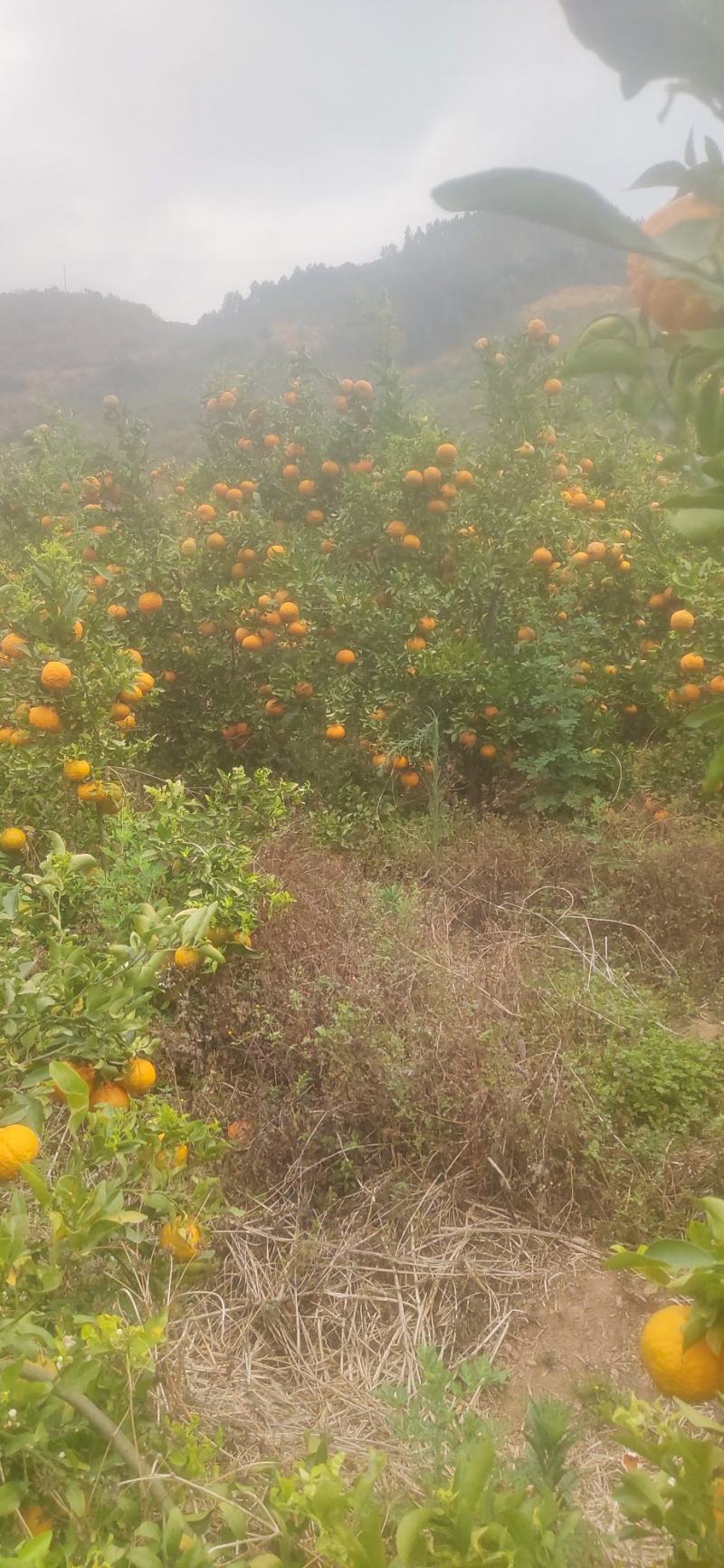 宾川精品晚芦