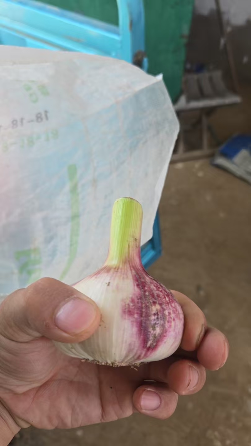 河南大蒜