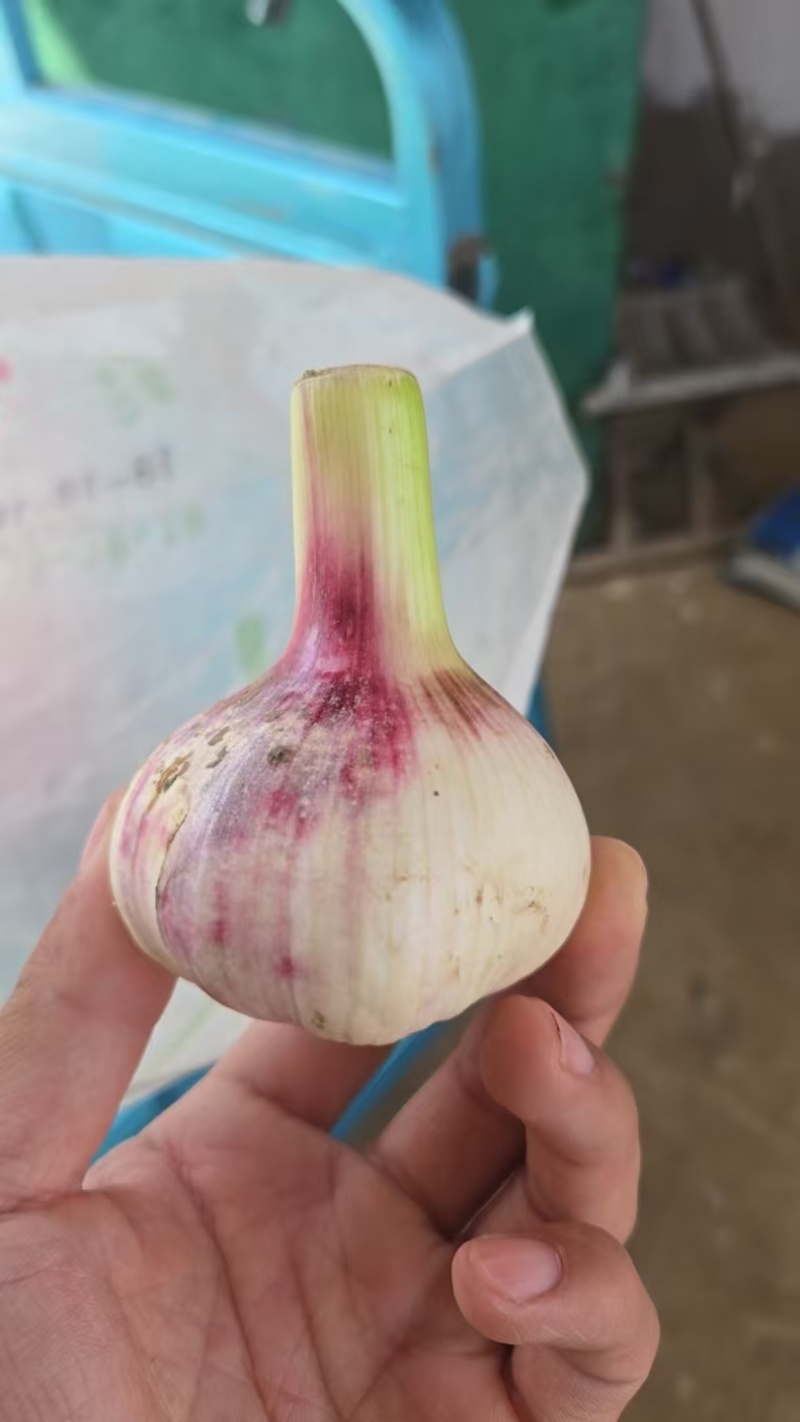 河南大蒜