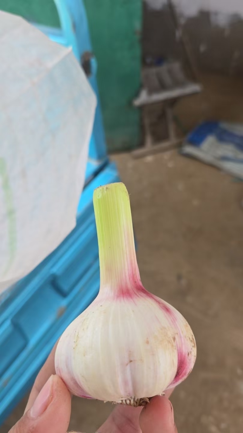 河南大蒜