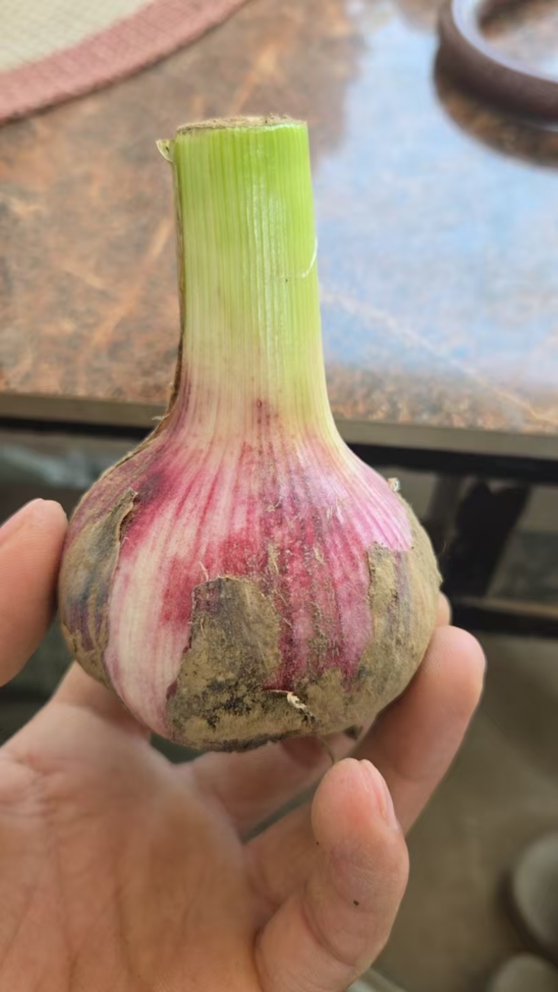 河南大蒜
