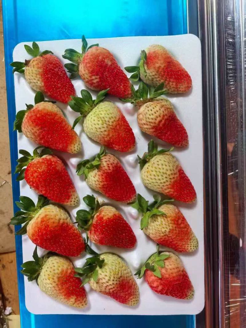 云南夏季酸草莓果皮厚耐保存