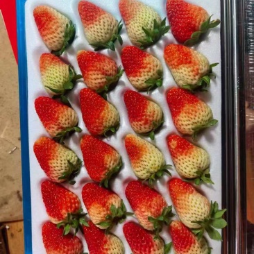 云南夏季酸草莓果皮厚耐保存
