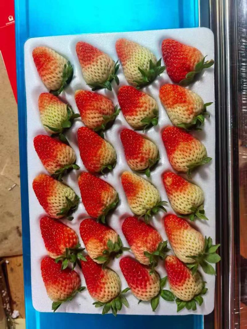 云南夏季酸草莓果皮厚耐保存