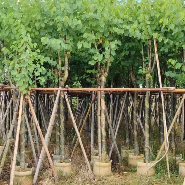 宫粉紫荆3-25分，基地直销，各种规格，大量低价出售