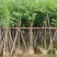 宫粉紫荆3-25分，基地直销，各种规格，大量低价出售