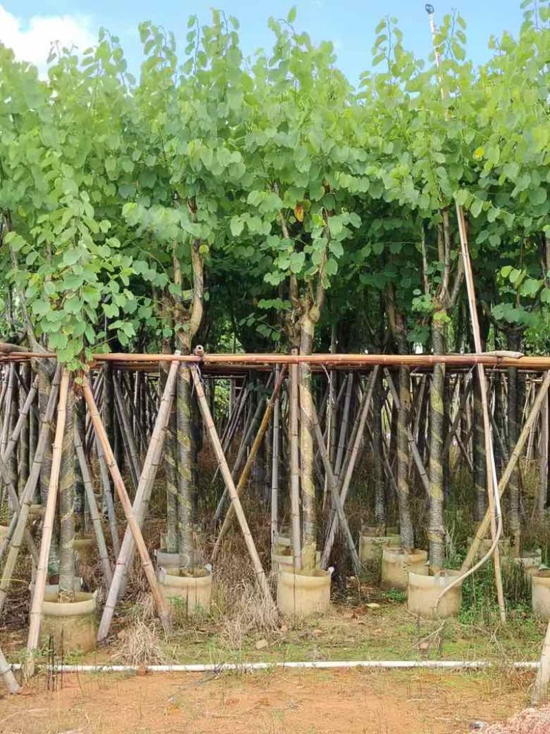 宫粉紫荆3-25分，基地直销，各种规格，大量低价出售