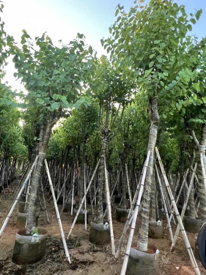 宫粉紫荆3-25分，基地直销，各种规格，大量低价出售