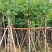 宫粉紫荆3-25分，基地直销，各种规格，大量低价出售