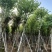 宫粉紫荆3-25分，基地直销，各种规格，大量低价出售