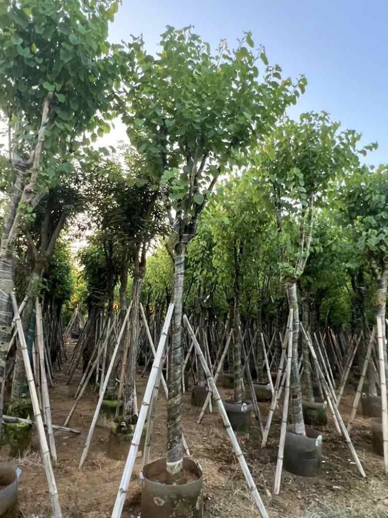 宫粉紫荆3-25分，基地直销，各种规格，大量低价出售
