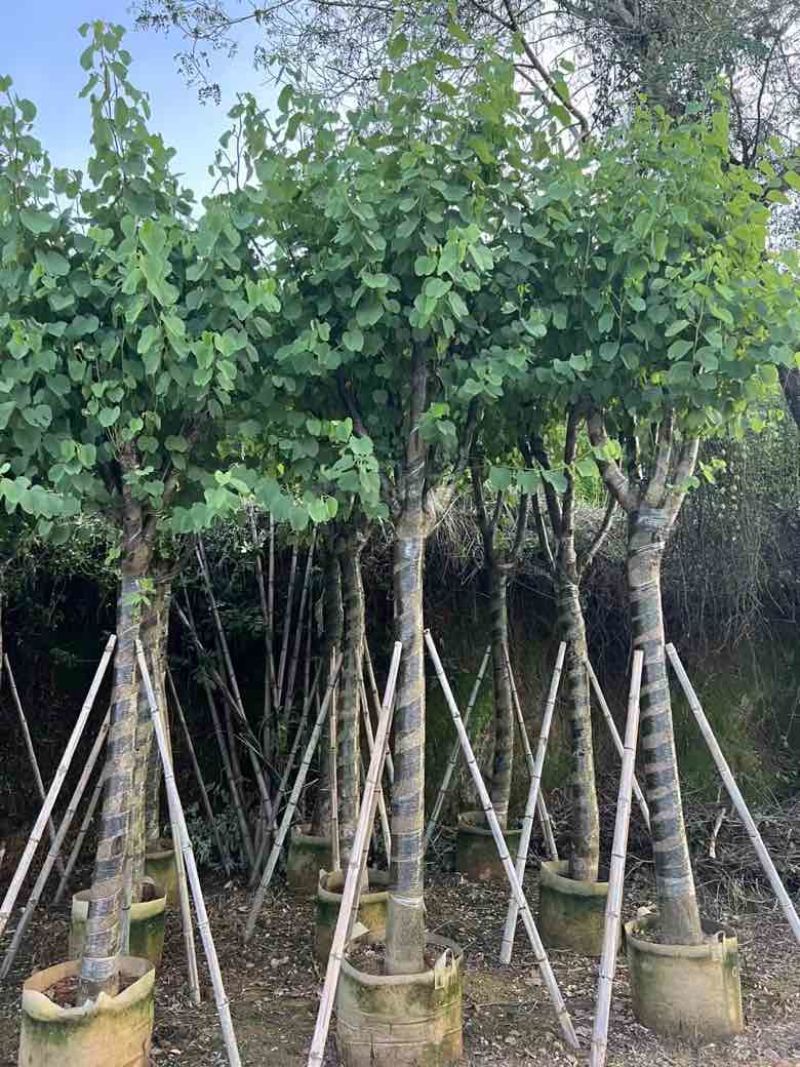 宫粉紫荆3-25分，基地直销，各种规格，大量低价出售