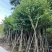宫粉紫荆3-25分，基地直销，各种规格，大量低价出售