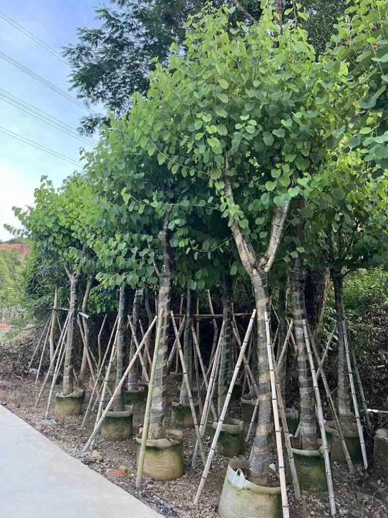 宫粉紫荆3-25分，基地直销，各种规格，大量低价出售